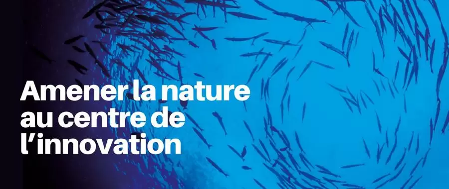 Editorial of the 11th ECLAIRA newsletter: Bringing nature into the centre of innovation
